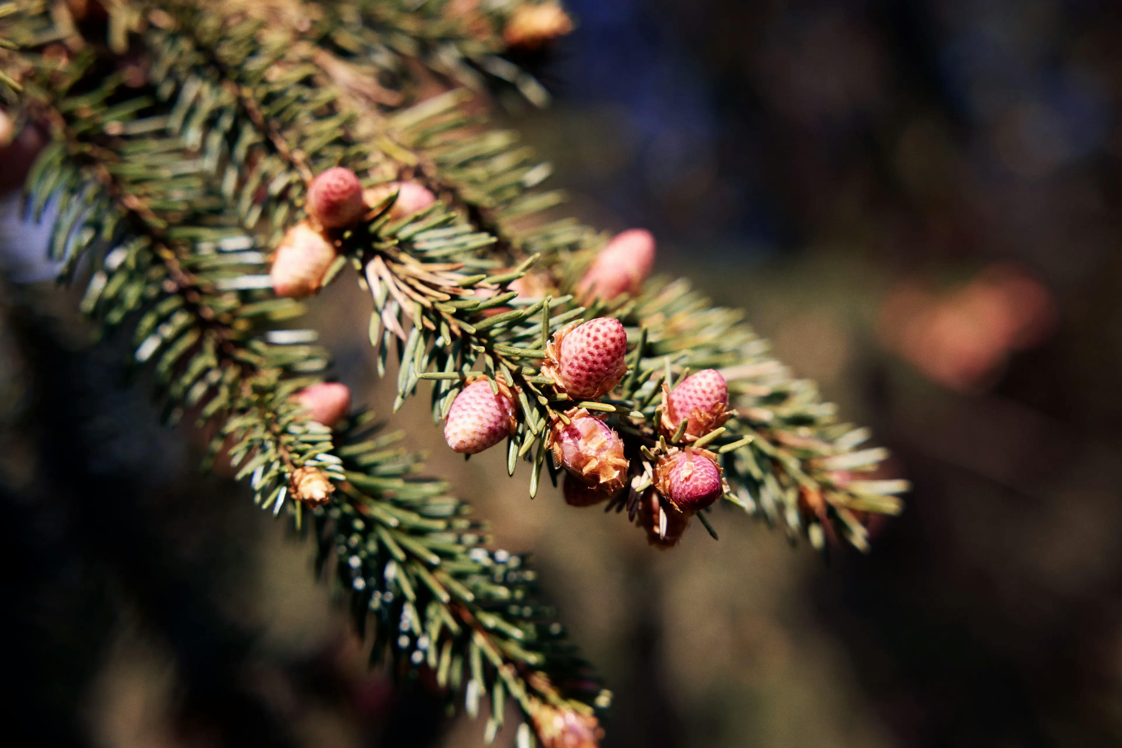 Tannenbaum